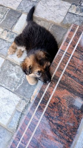 German Shepherd Puppies for sale in Hyderabad, Telangana, India. price: 10,000 INR