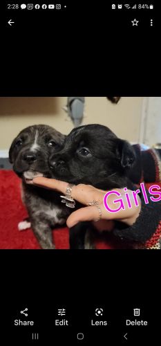 puppys 5 males n5 females