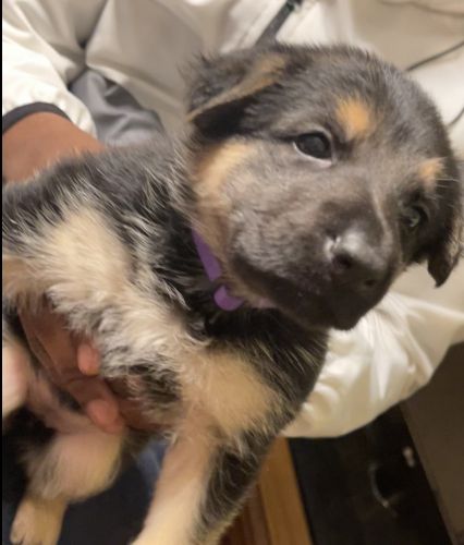 CKC GSD Puppies