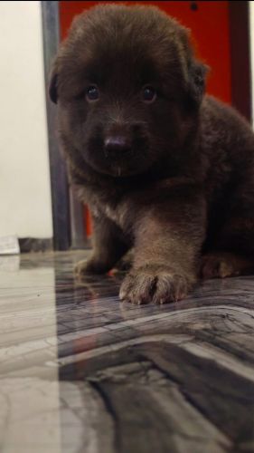 German shepherd puppies