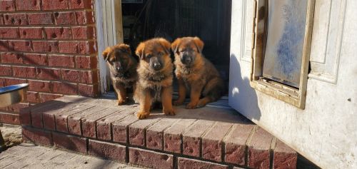 Red sable Shepherd puppies