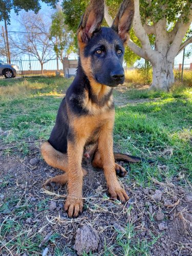 German shepherd