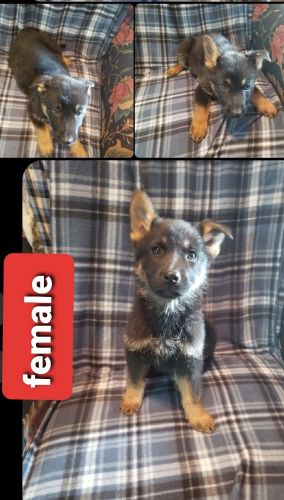 Rare real German shepherd