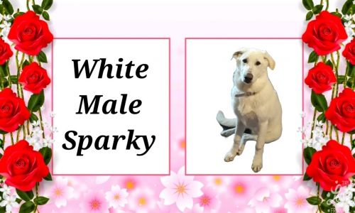 AKC German Shepherd Puppies