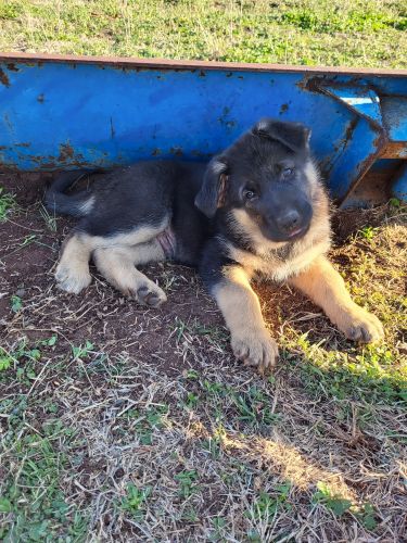 AKC registered German Shepherd puppies