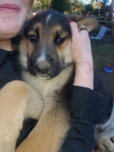 11 week old GSD