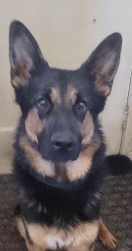 2 year old German Shepherd