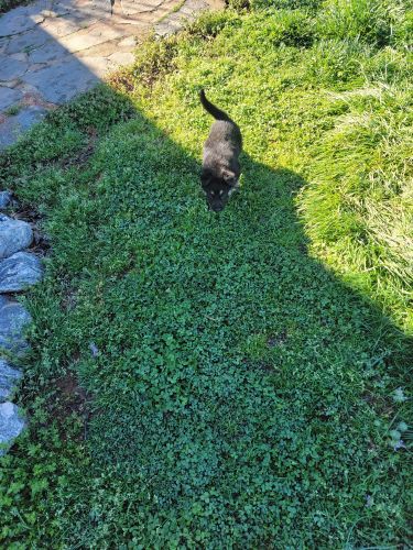 AKC GERMANY SHEPARD PUPIES