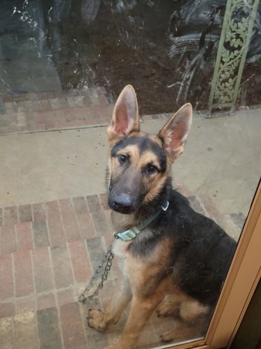 Akc registered 10 month old German Shepherd