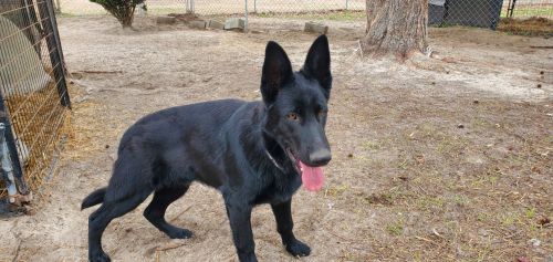 Black German Shepherd