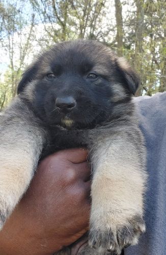 Puppies for sale
