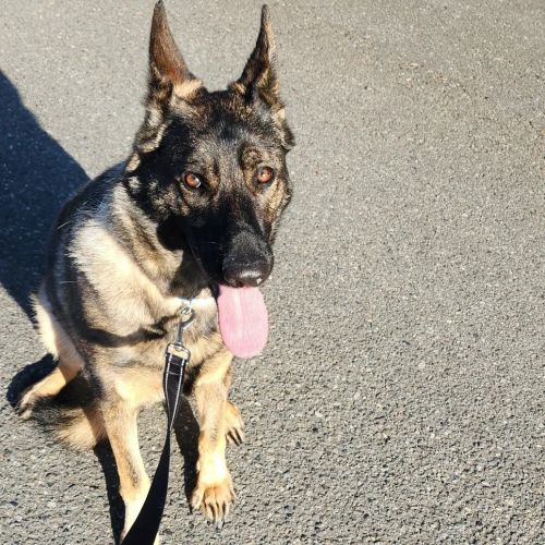 Ferman shepard female 19 mo ths