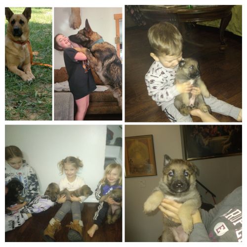 German shepherd puppies