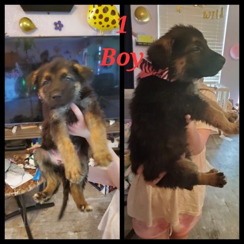 Full Bred German Shepherd Puppies