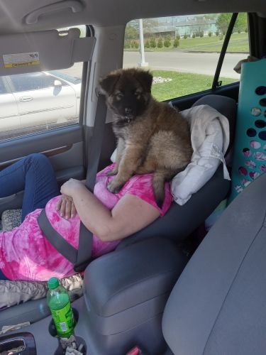 A loving, cuddling beautiful German Shepherd puppy.