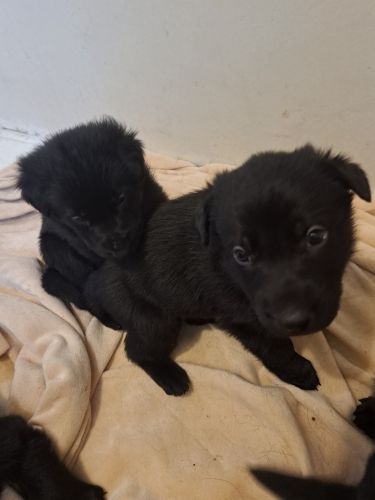 All Black German Shepherd