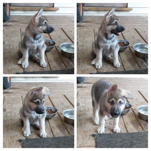 Male German Shepherd Puppy