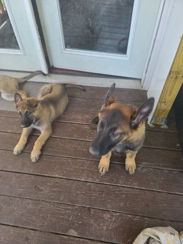German Shepherd puppies, Virginia
