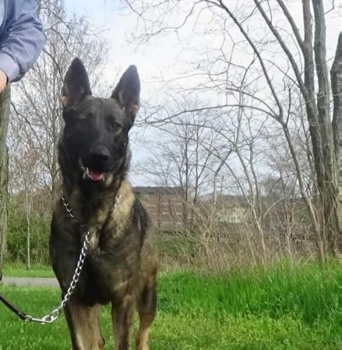 Bourne x Bailey Litter