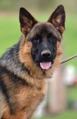 Imported Male Older puppy