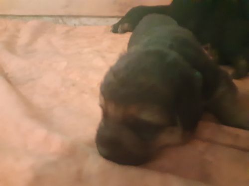 German shepherd puppies for sale