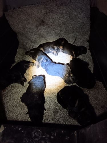 Pierbread German shepherds.