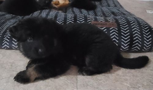 AKC german shepard Puppy
