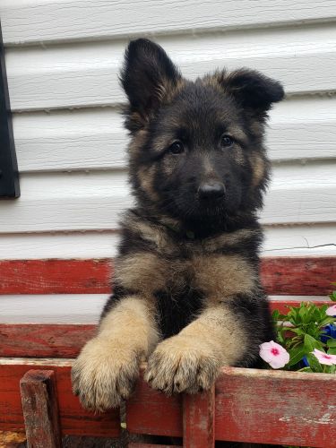 AKC German Shepherd Puppies