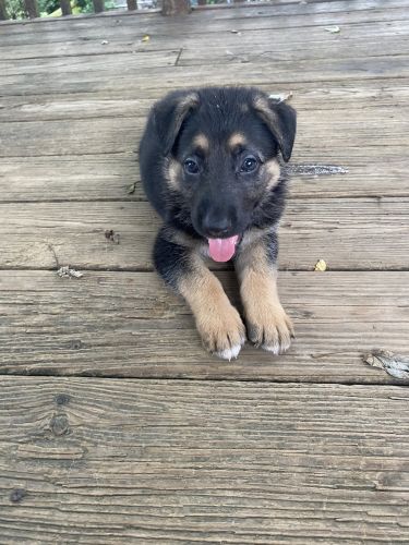 German Shepard Puppies