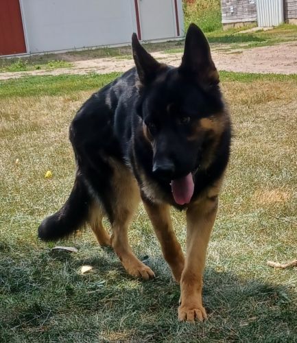 Year old German shepherd