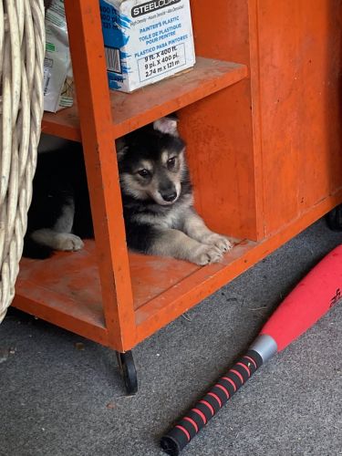 German Shepherd puppies