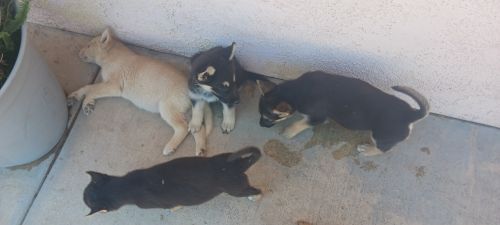 5 German Shepherd cross breed puppies