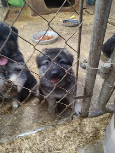 AKC registered German Shepherd puppies