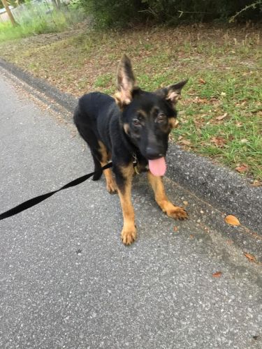 German Shepherd Puppies