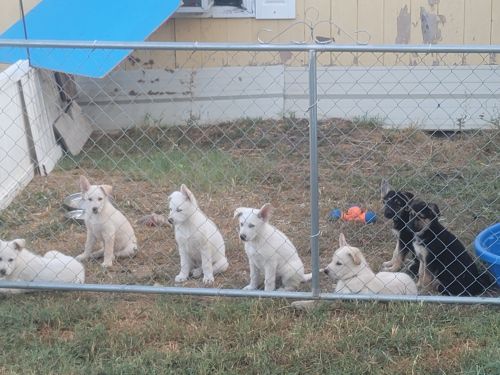 Puppies need forever families