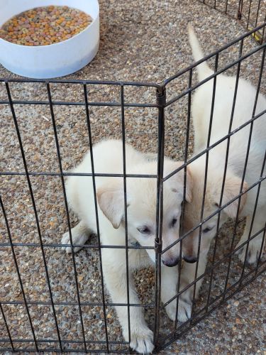 White German Shepherd Puppies