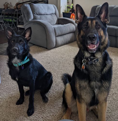 German Shepherd Border Collie mix