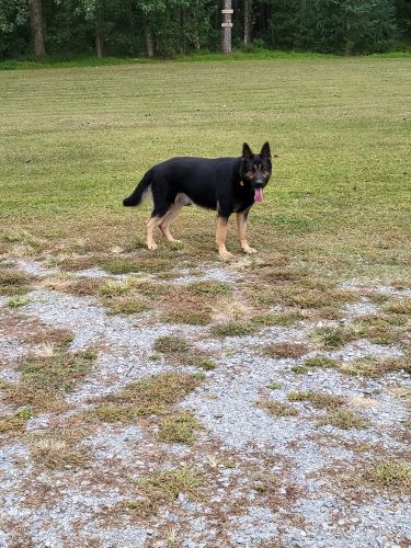 German shepherd puppies