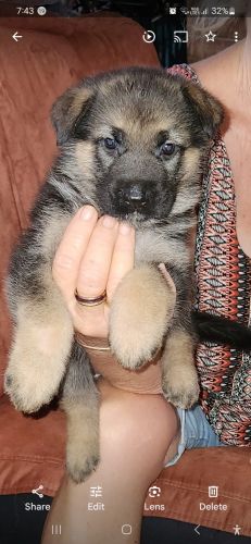 German Shepherd Puppies for sale in Rockhampton QLD, Australia. price: $1,500
