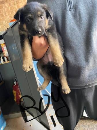 Nice Looking German Shepherd Puppies