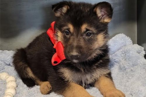 AKC German Shepherd Puppies for sale