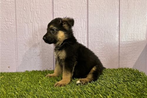 German Shepherd For Sale