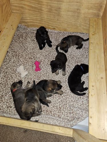 German Shepherd pups