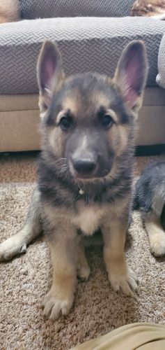 German shepard pups