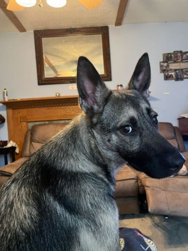 German Shepherd mix