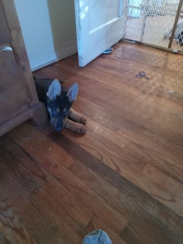 German Shepherd girl puppy for sale