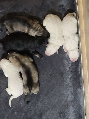 German shepherd puppies Black White Sable