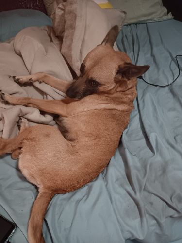 Good and friendly dog