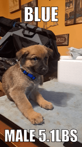 German Shepherd Puppies