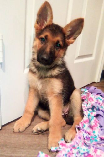 German Shepherd Female Puppy Last Puppy